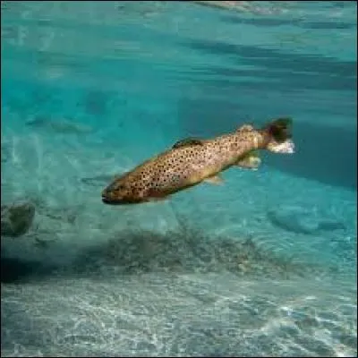 Ce beau saumon remonte la rivière pour se reproduire !