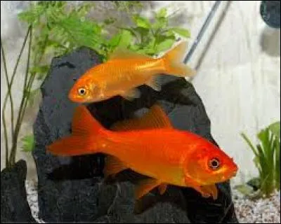 Est-il vrai que le nom scientifique du poisson rouge est "Carassios auratos" ?