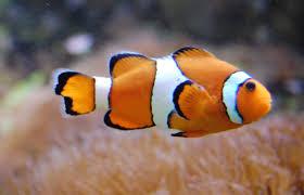 Quiz Animaux