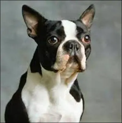 D'où vient ce chien molossoïde de petit format ?