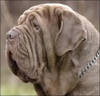 Quelle est la ville d'origine de ce chien particulièrement massif pouvant peser 90 kilos ?