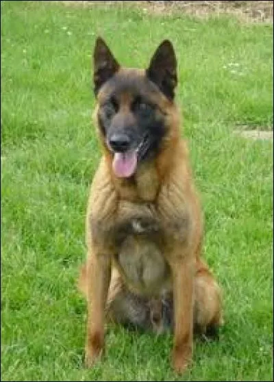 De quelle ville belge ce berger connu pour son mordant est-il originaire ?