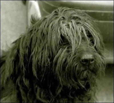 D'où vient cet autre chien de berger au pelage abondant ?