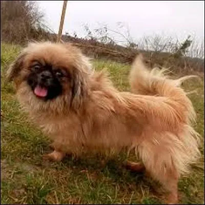 Environ 6 kilos à l'âge adulte, ce petit chien de compagnie au museau écrasé est originaire...