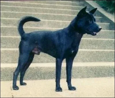 Quelle est l'origine de ce chien primitif tout en muscles connu pour être très fidèle à son maître ?