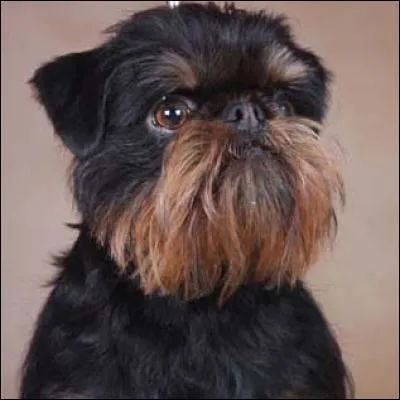 Ce petit chien de compagnie à poil dur est originaire d'une capitale, laquelle ?