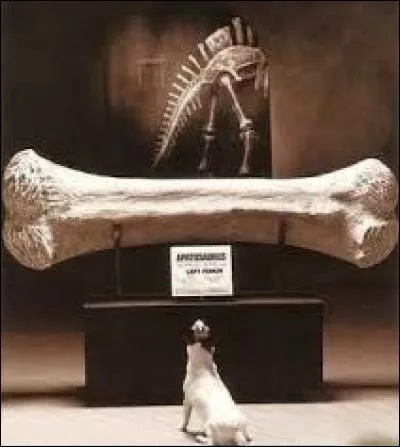 Lequel de ces os est le plus long du squelette humain ?