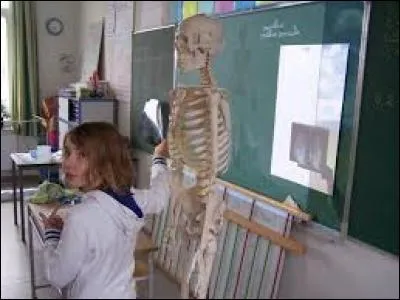 Comment prénomme-t-on communément ce fameux squelette utilisé en salle de classe, afin d'initier les plus jeunes à la découverte du corps humain ?