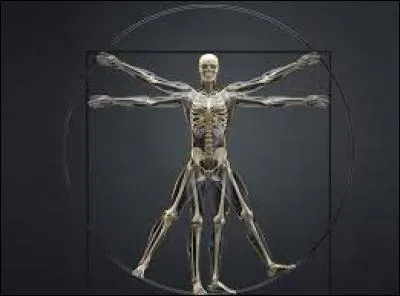 De combien d'os est constitué le squelette humain ?