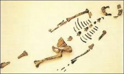 En 1974, le squelette quasi complet d'un lointain ancêtre de l'homme et des grands primates fut découvert. Ayant décelé que ces ossements appartenaient à un être de sexe féminin, on lui donna le nom de "Lucy". Sur quel continent a-t-elle été découverte ?