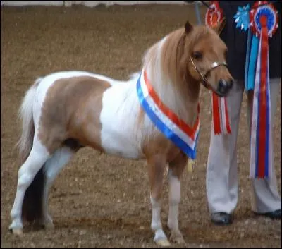 Quelle est sa race ?