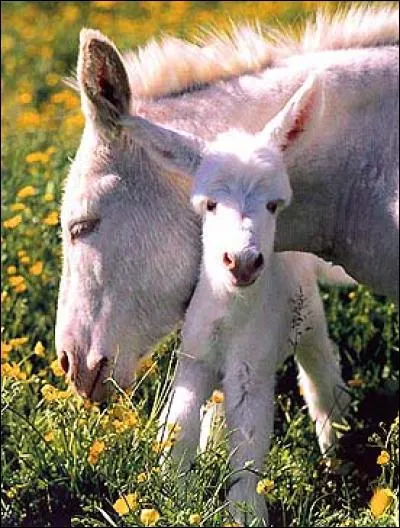 Quelle est leur race ?