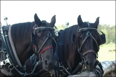 Quelle est leur race ?