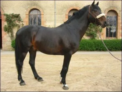 Quelle est sa race ?