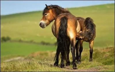 Quelle est leur race ?