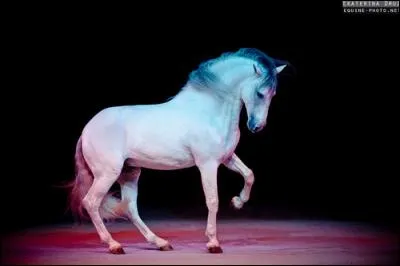 Quelle est sa race ?