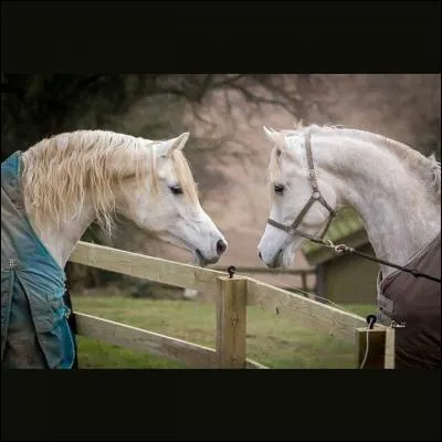 Quelle est leur race ?