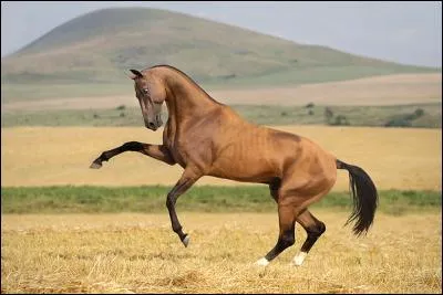 Quelle est sa race ?