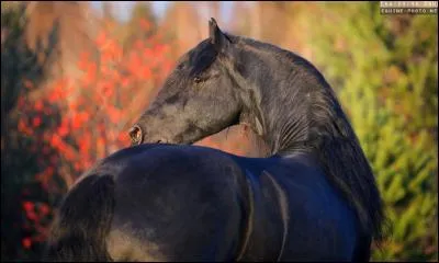 Quelle est sa race ?