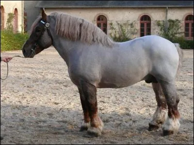 Quelle est sa race ?