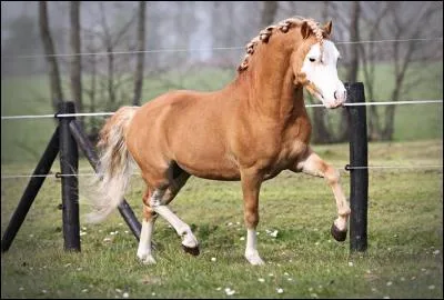 Quelle est sa race ? (Attention au vilain piège : une de ces races est une race de chiens ! )