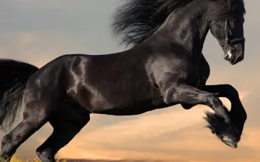 Quiz Galop 3