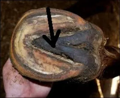 Comment s'appelle cette partie du sabot ?