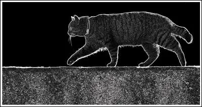 D'après une expression connue, la nuit, de quelle couleur tous les chats sont-ils ?