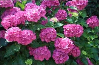 "La Passion selon Saint-Mathieu" est l' oeuvre de...