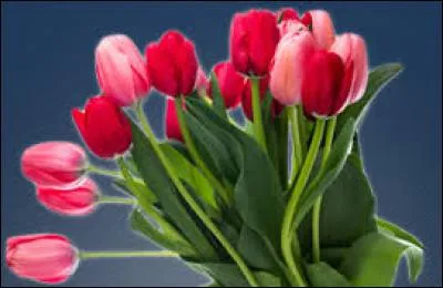 On doit "Tristan et Isolde" à ...