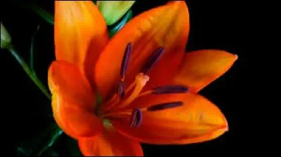 Une oeuvre à caractère religieux illustrée par un thème précis dont le sujet est tiré de l'Ecriture ou de l'histoire Sainte est un ...