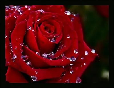 L'envoûtante "Havanez" au violon est de ...