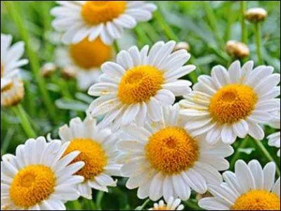 Ils ont tous composé "un Ave Maria" : Mozart, Beethoven, Fauré, Gounod, Schubert