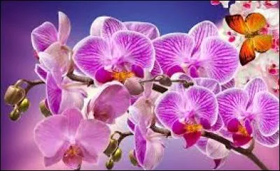 Quelle est la voix la plus grave d'une voix de chanteuse lyrique ?