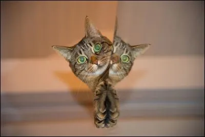 En moyenne, combien de fois par jour les hommes se regardent-ils dans un miroir ?