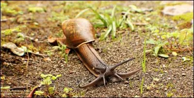 Tous les escargots terrestres sont végétariens !