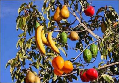 Un seul arbre peut donner plusieurs fruits à noyaux différents !