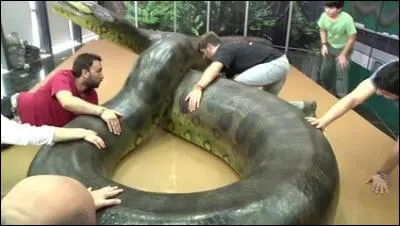 Aux Etats-Unis, on vient de naturaliser un anaconda géant de 14 mètres de long !