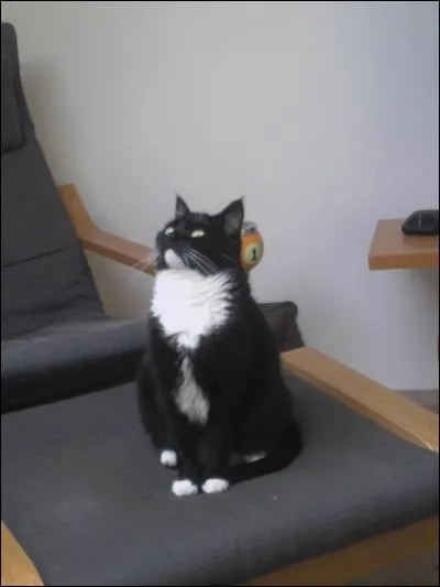 Je vous présente Chaussette, une panthère noire (et blanche) "domestiquée" ! 
À votre avis, qui est toléré sur le territoire de ce petit fauve ?