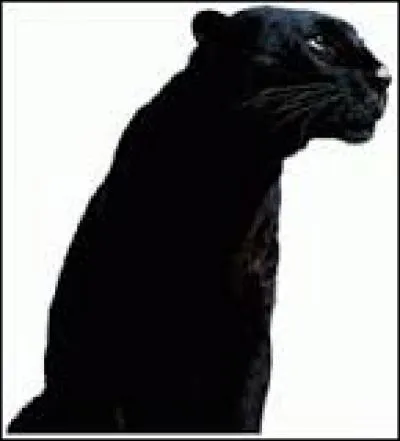 Dans quelle publicité peut-on voir une superbe panthère noire déambuler dans une pièce immaculée ?