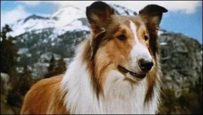 Le chien Lassie apparaît dans le roman d'Eric Knight. Quelle est sa race ?