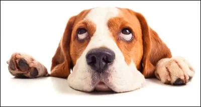 Qui a chanté "Le chien" ?