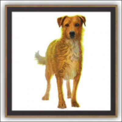 Quel est ce chien ?