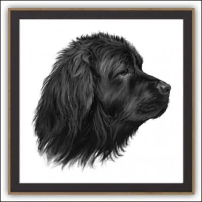 Quelle est cette chienne ?