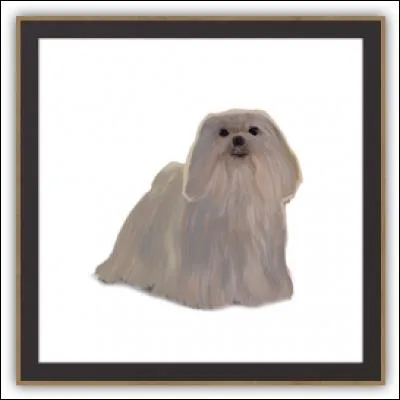 Quelle est cette chienne ?