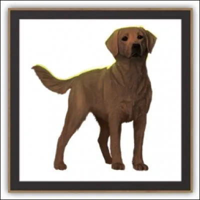 Quelle est cette chienne ?