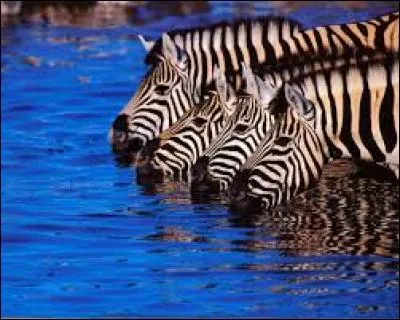 Combien de zèbres voyez-vous ?