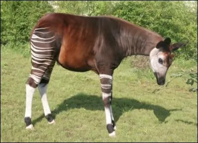 Quel est le nom de ce mammifère qui a été découvert au XXe siècle ?