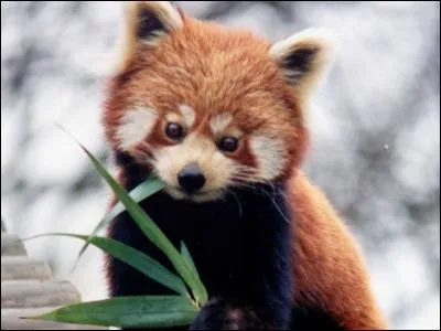 Quel sorte de panda est-il ?