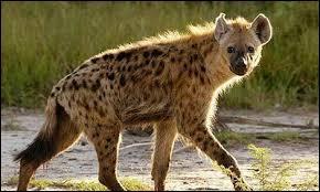 Quiz Animaux